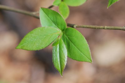 Stewartia monadelpha - stewartie jednobratrá - jarní listy